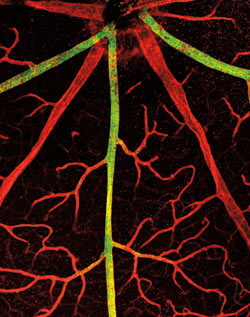 Blood Vessels Mouse Retina